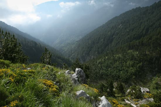 Forest scene  in Olympus mountain-Greece